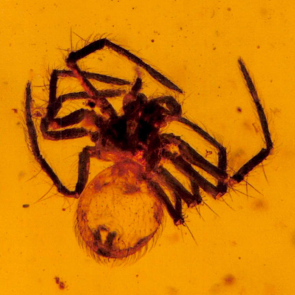 Burmese Insect Amber Arachnida Spider Fossil Burmite Cretaceous Dinosaur Age