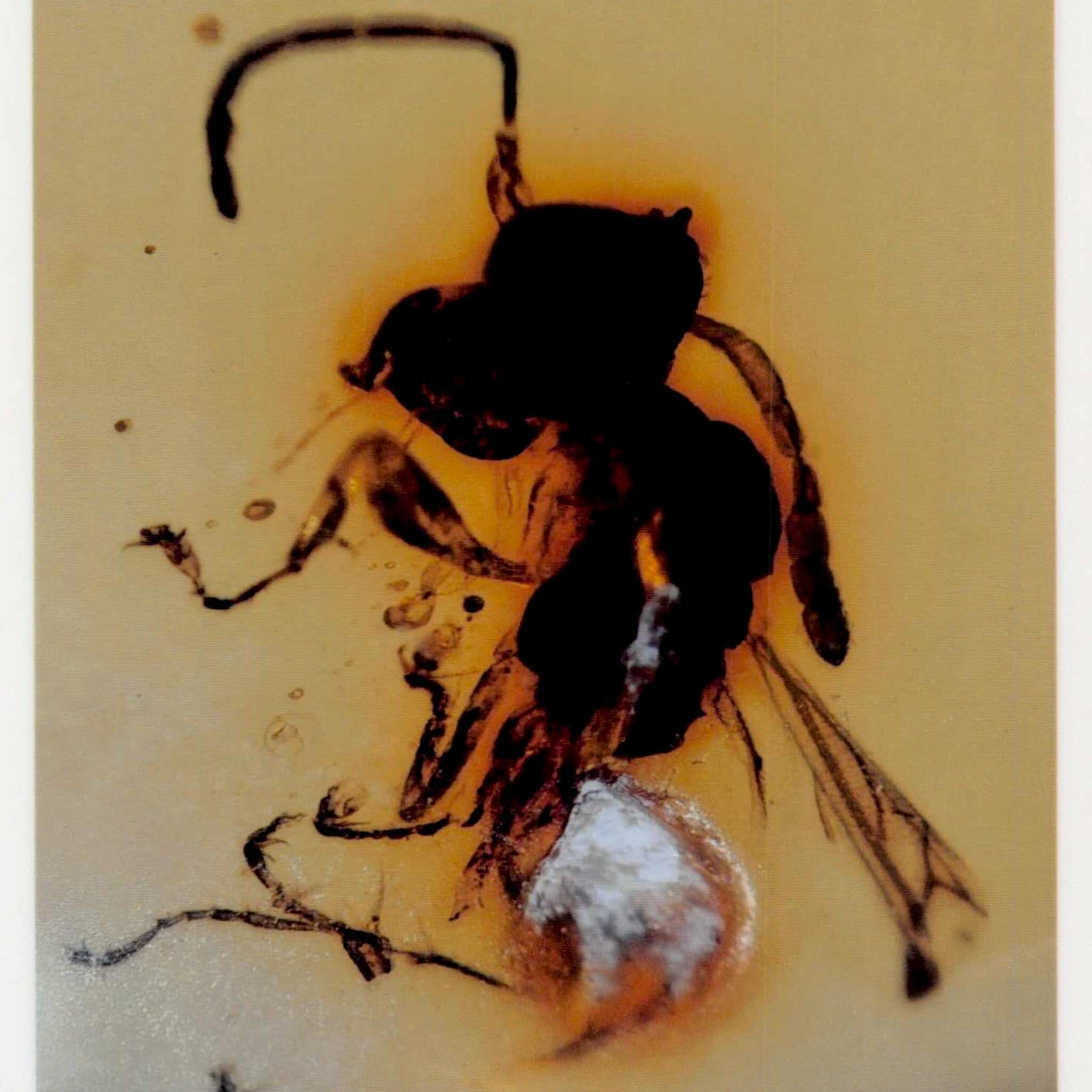 Burmese Insect Amber Hymenoptera Wasp Bee Unknown Insect Fossil Cretaceous Age