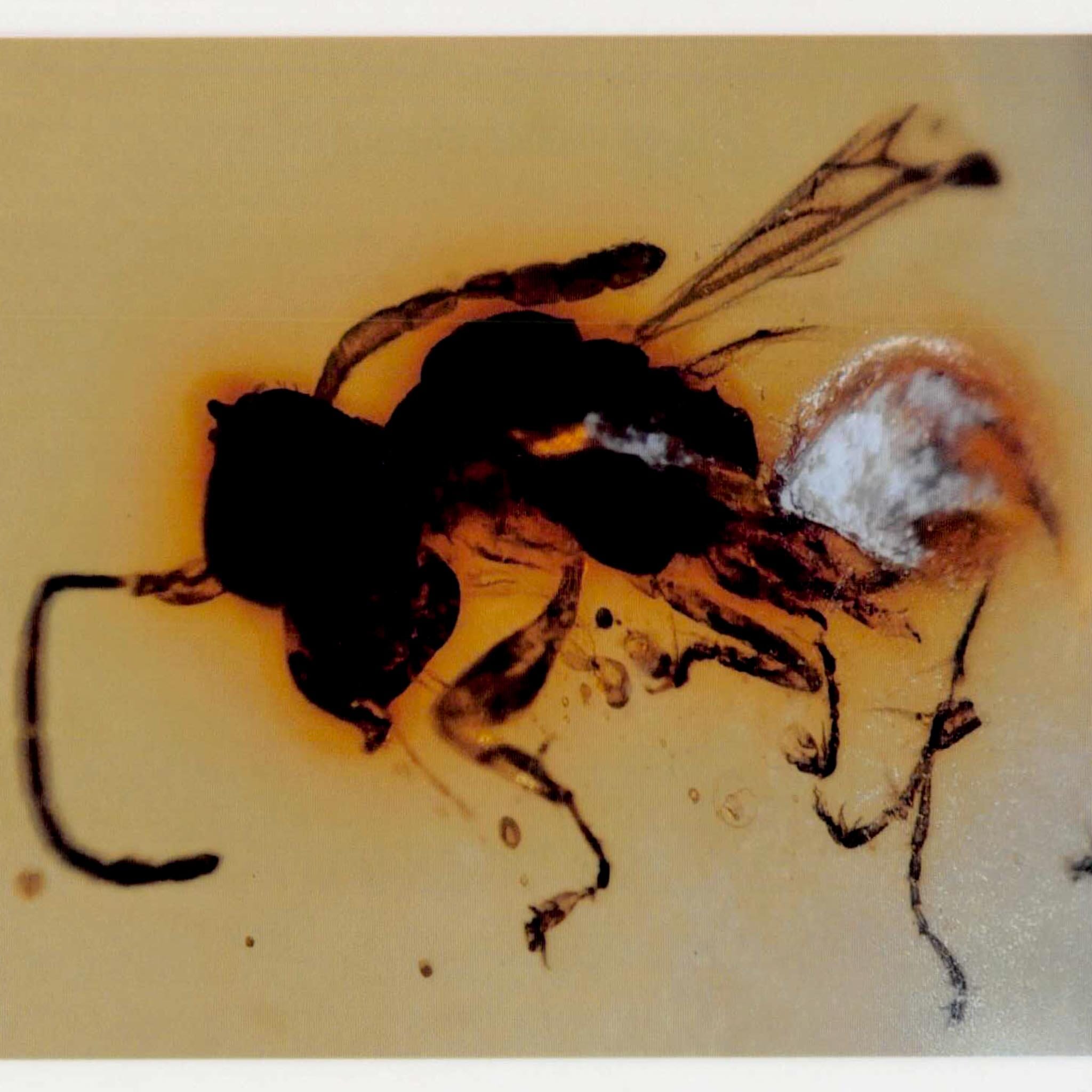 Burmese Insect Amber Hymenoptera Wasp Bee Unknown Insect Fossil Cretaceous Age