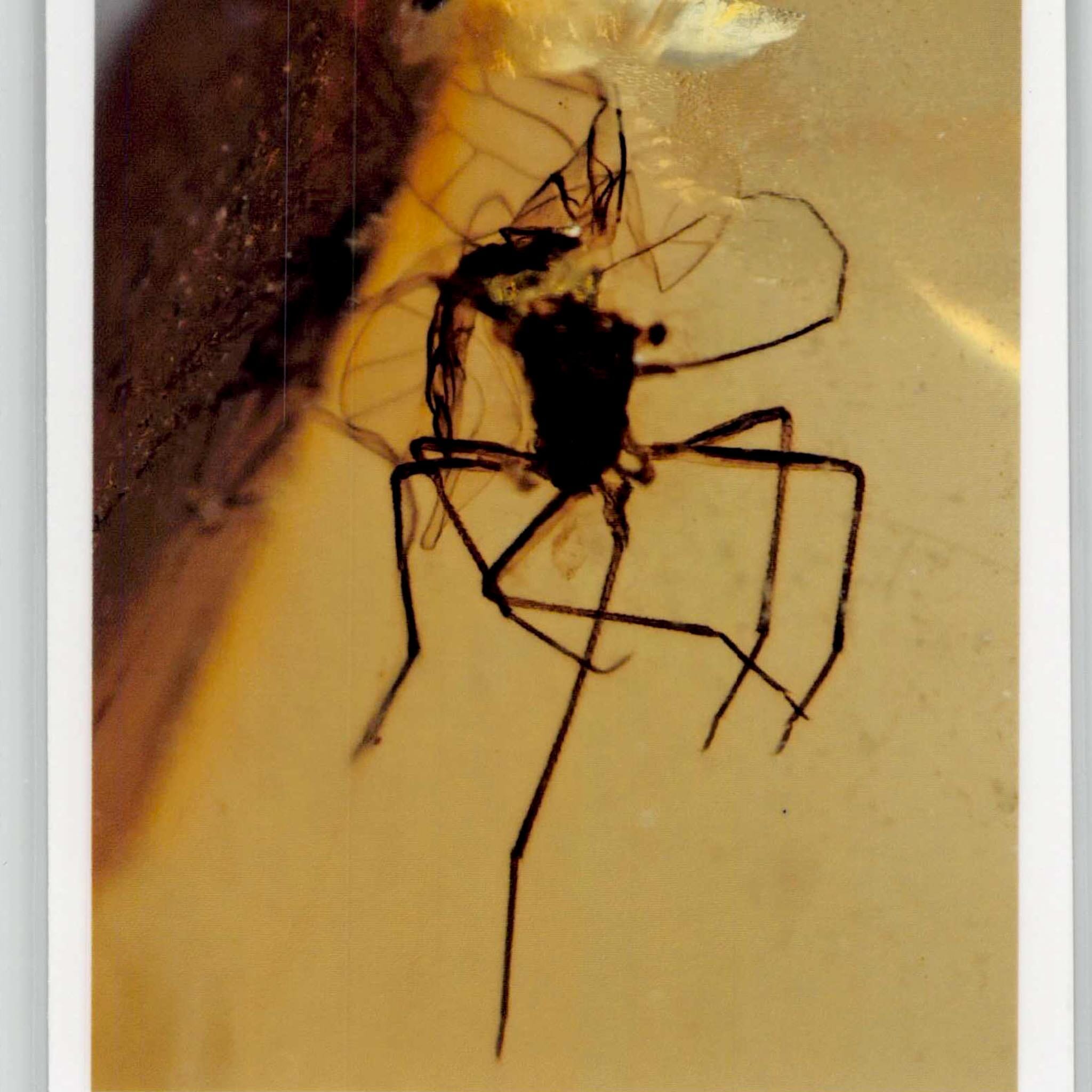 Burmese Insect Amber Hymenoptera Wasp Bee Unknown Insect Fossil Cretaceous Age