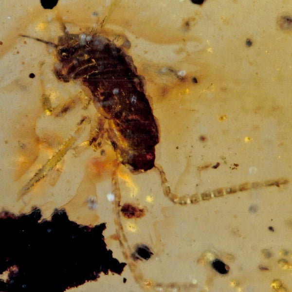 Burmese Insect Amber Cockroach Insect Fossil Burmite Cretaceous Age