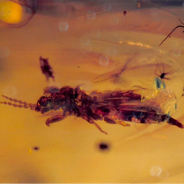 Burmese Insect Amber Coleoptera Beetle And Unknown Bug Fossil Cretaceous Age