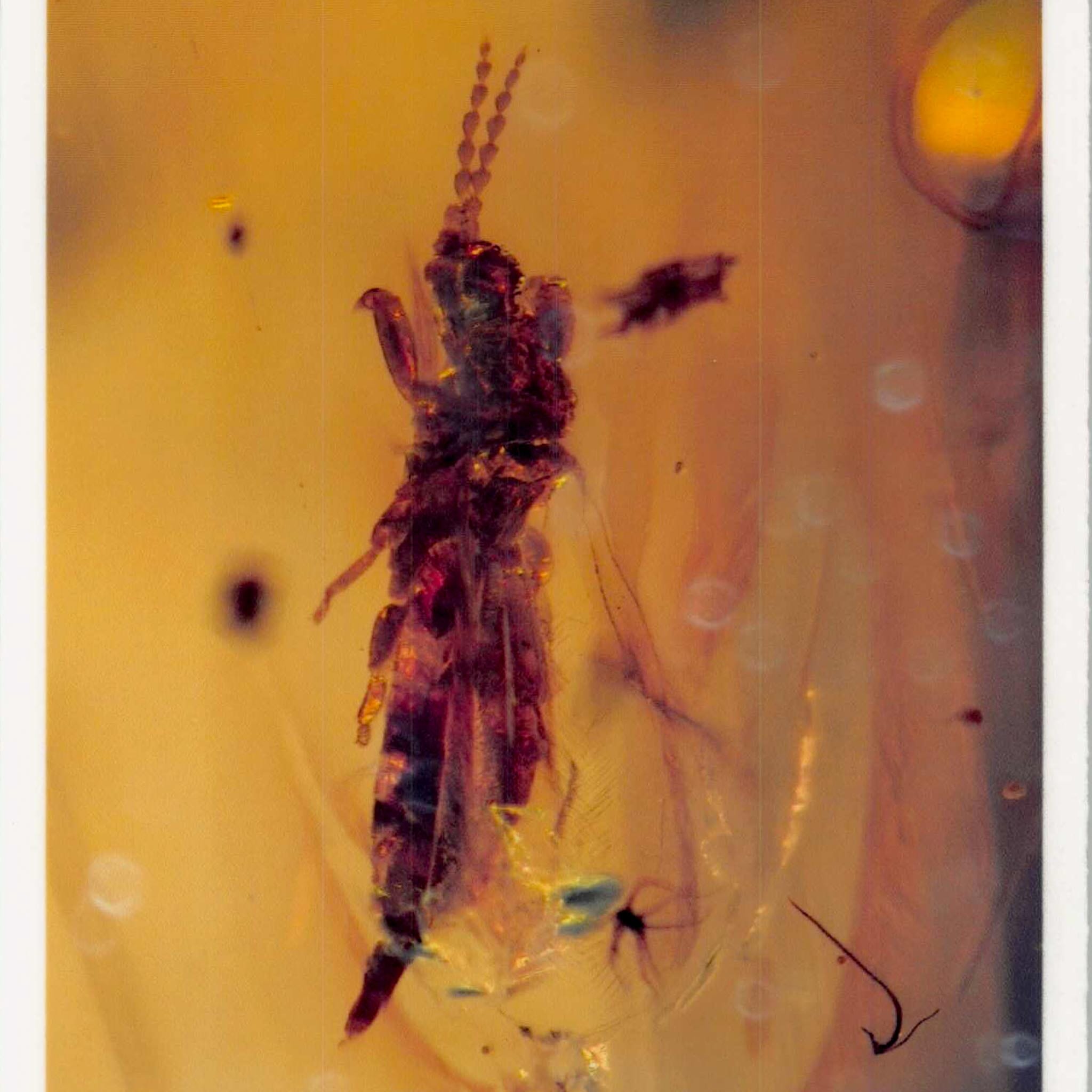 Burmese Insect Amber Coleoptera Beetle And Unknown Bug Fossil Cretaceous Age