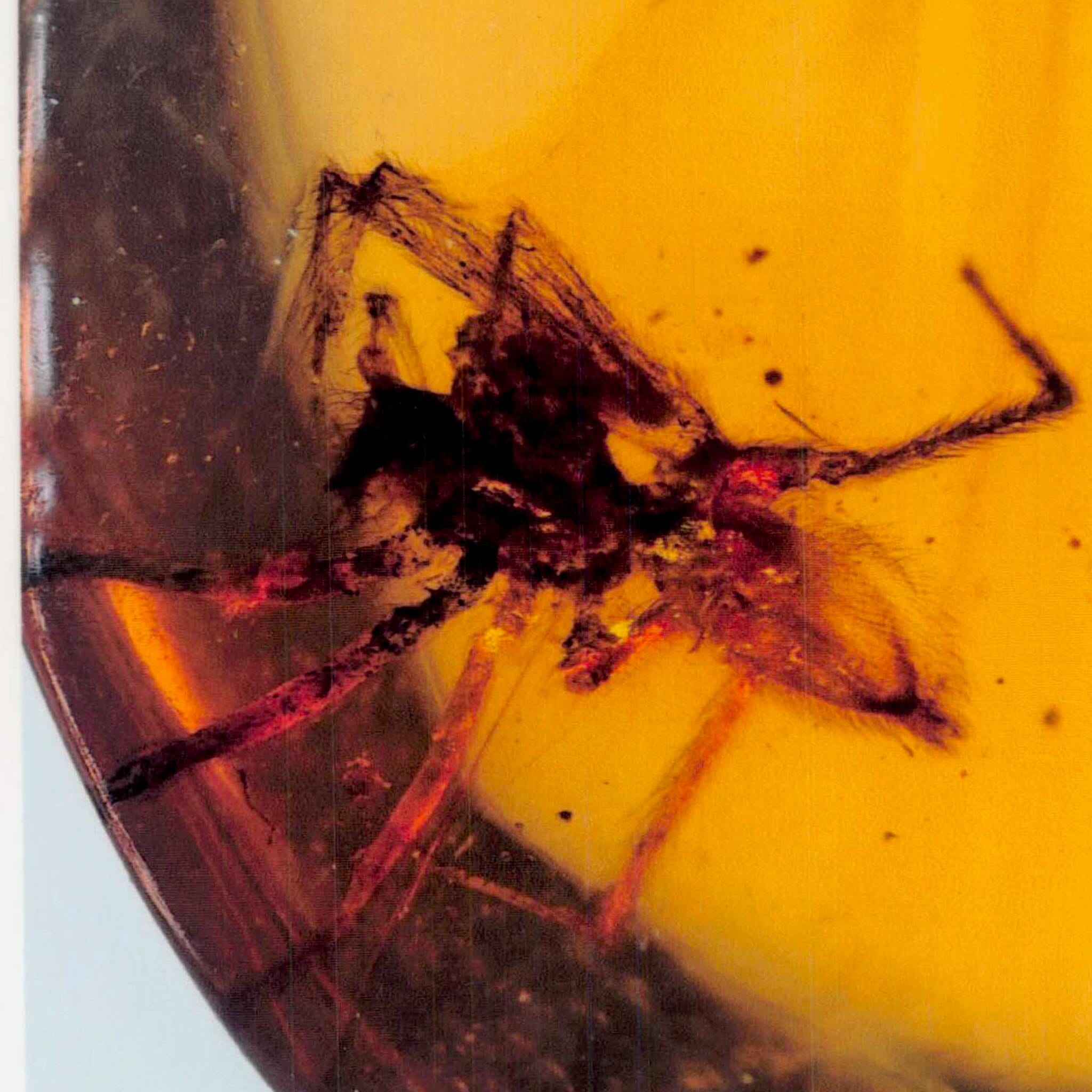 Burmese Insect Amber Arachnida Spider Fossil Burmite Cretaceous Dinosaur Age