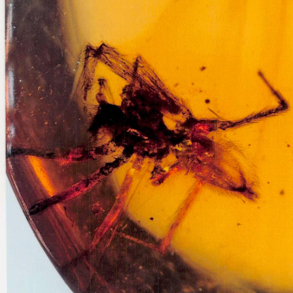 Burmese Insect Amber Arachnida Spider Fossil Burmite Cretaceous Dinosaur Age