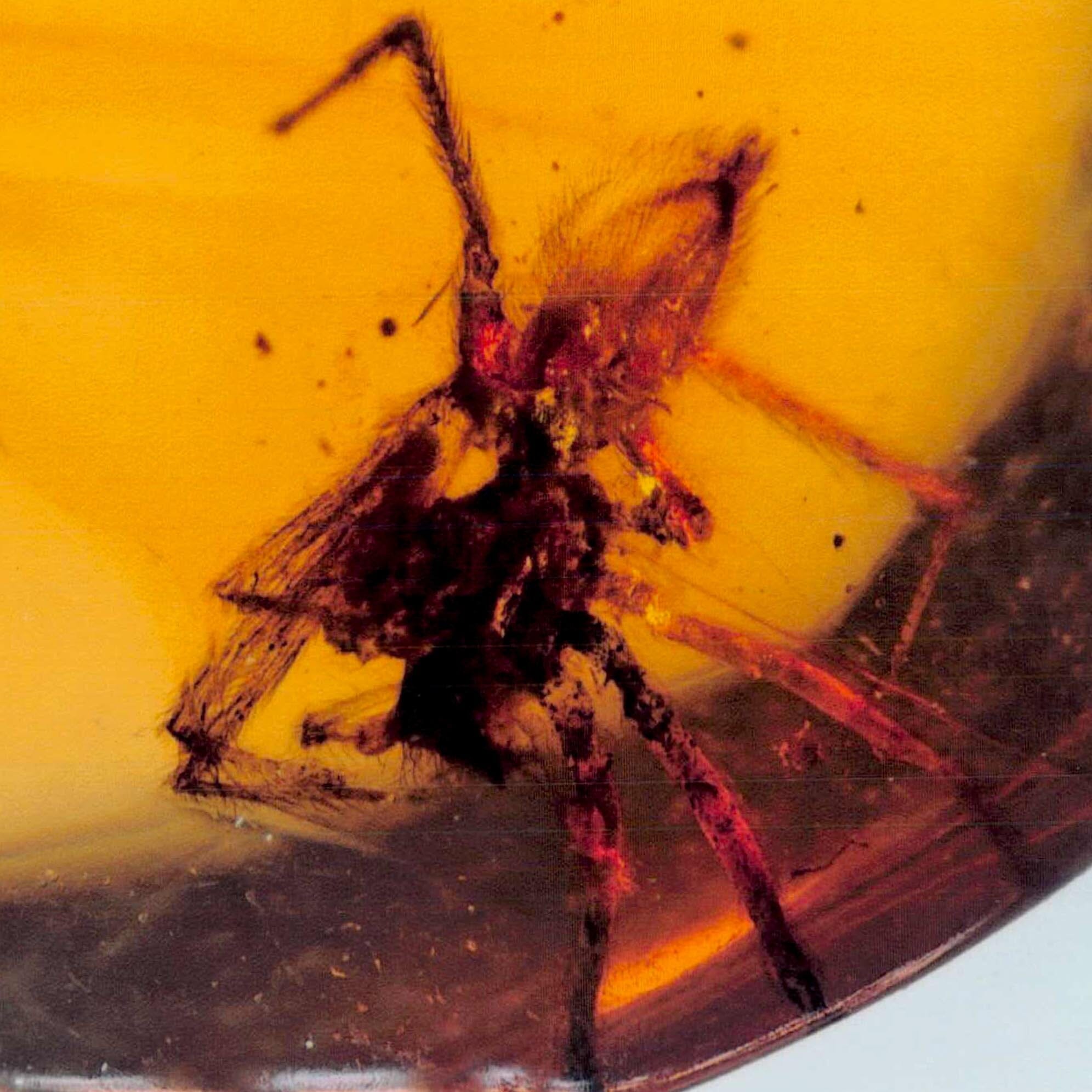 Burmese Insect Amber Arachnida Spider Fossil Burmite Cretaceous Dinosaur Age