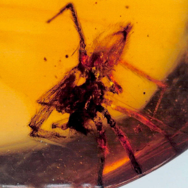 Burmese Insect Amber Arachnida Spider Fossil Burmite Cretaceous Dinosaur Age