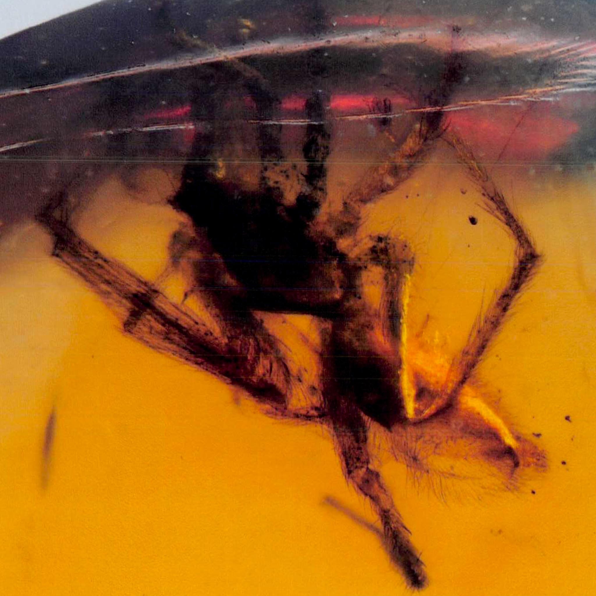 Burmese Insect Amber Arachnida Spider Fossil Burmite Cretaceous Dinosaur Age