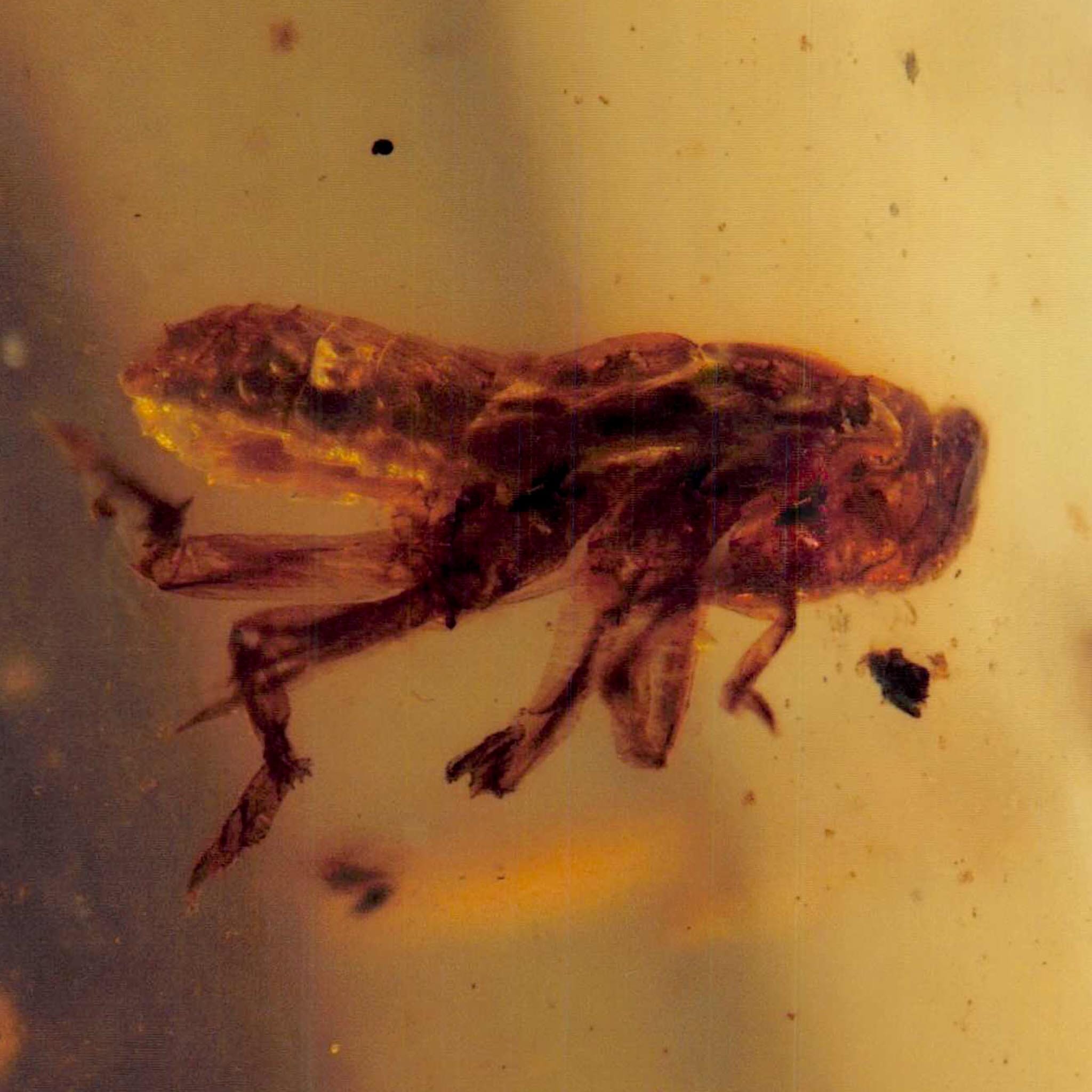 Burmese Insect Amber Grasshopper Fossil Burmite Cretaceous Dinosaur Age