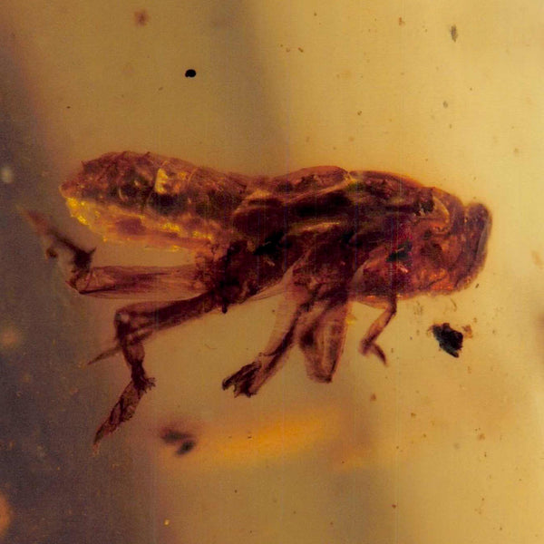 Burmese Insect Amber Grasshopper Fossil Burmite Cretaceous Dinosaur Age
