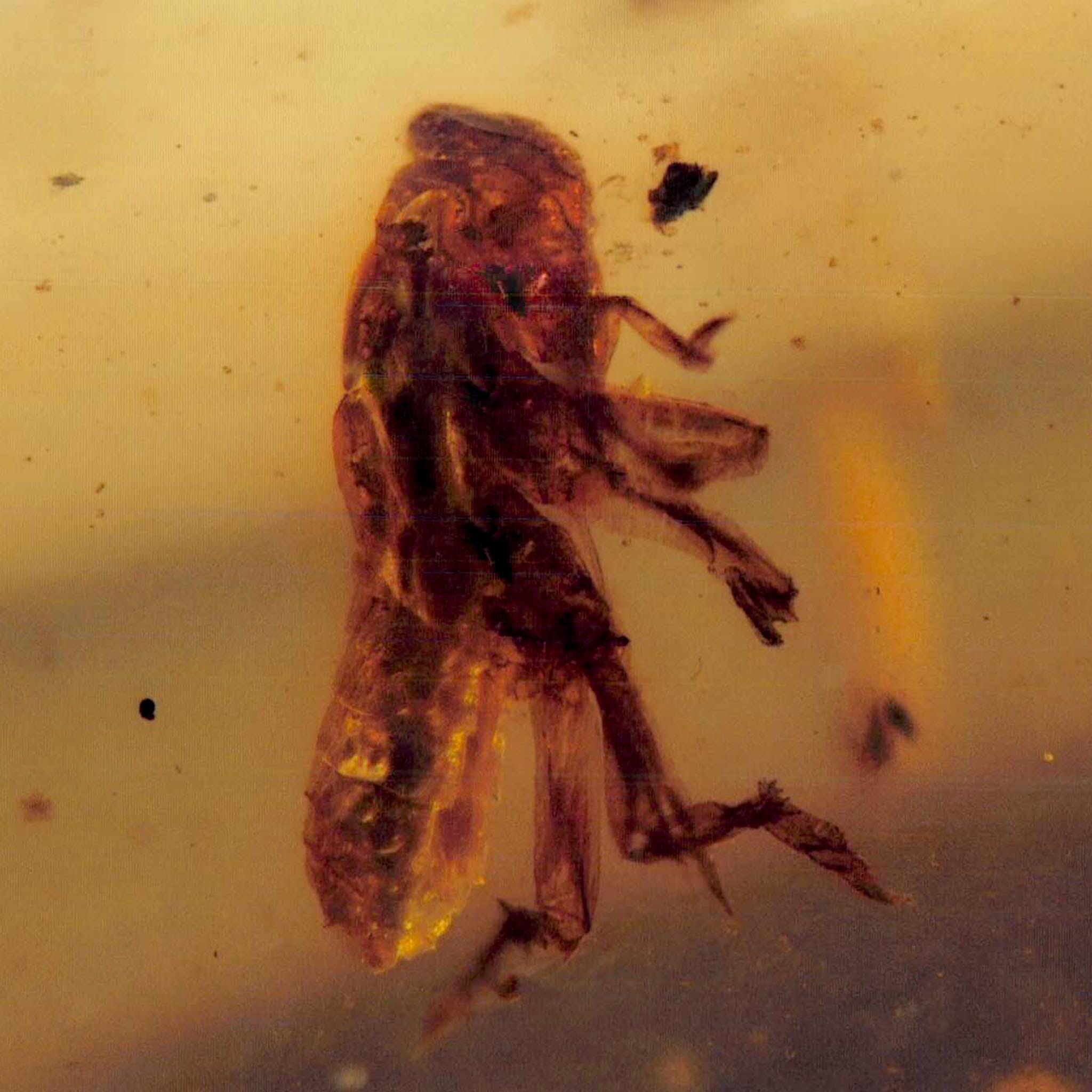 Burmese Insect Amber Grasshopper Fossil Burmite Cretaceous Dinosaur Age