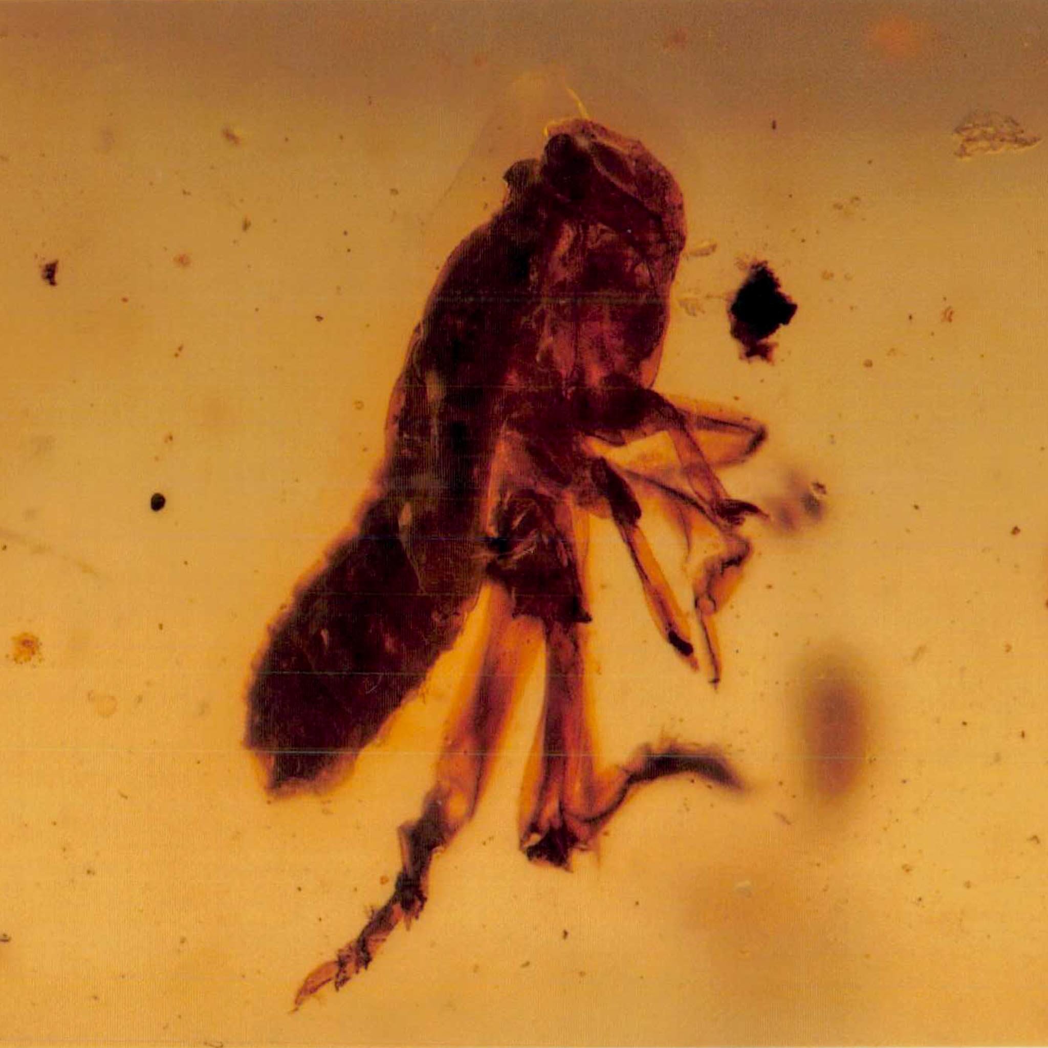 Burmese Insect Amber Grasshopper Fossil Burmite Cretaceous Dinosaur Age