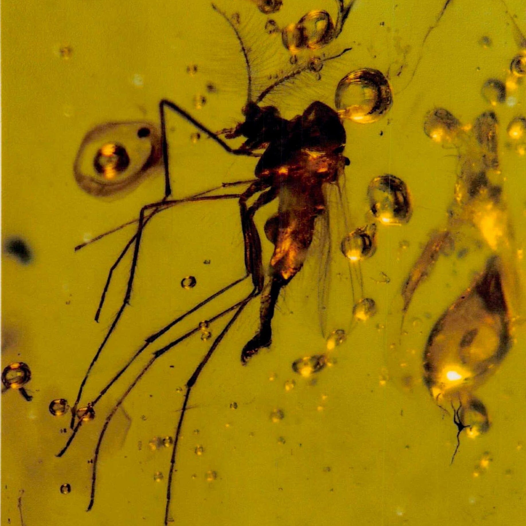 Burmese Insect Amber Diptera Mosquito Fly And Unknown Bug Fossil Dinosaur Age