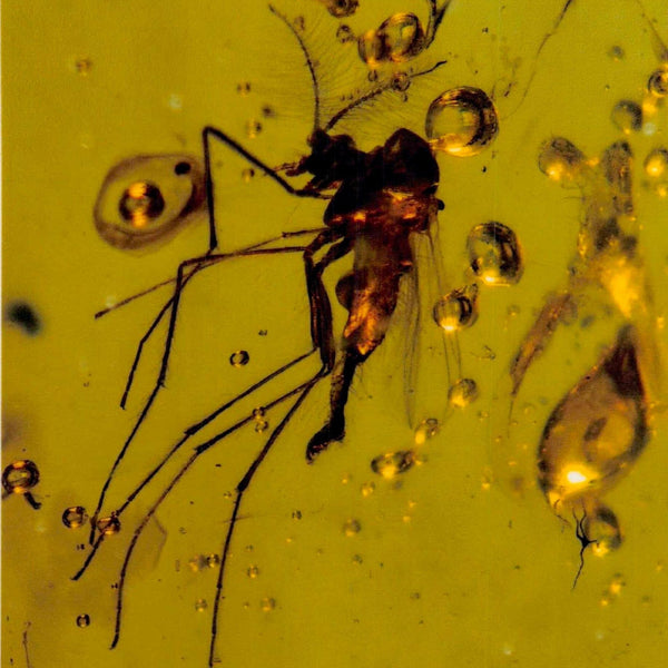 Burmese Insect Amber Diptera Mosquito Fly And Unknown Bug Fossil Dinosaur Age
