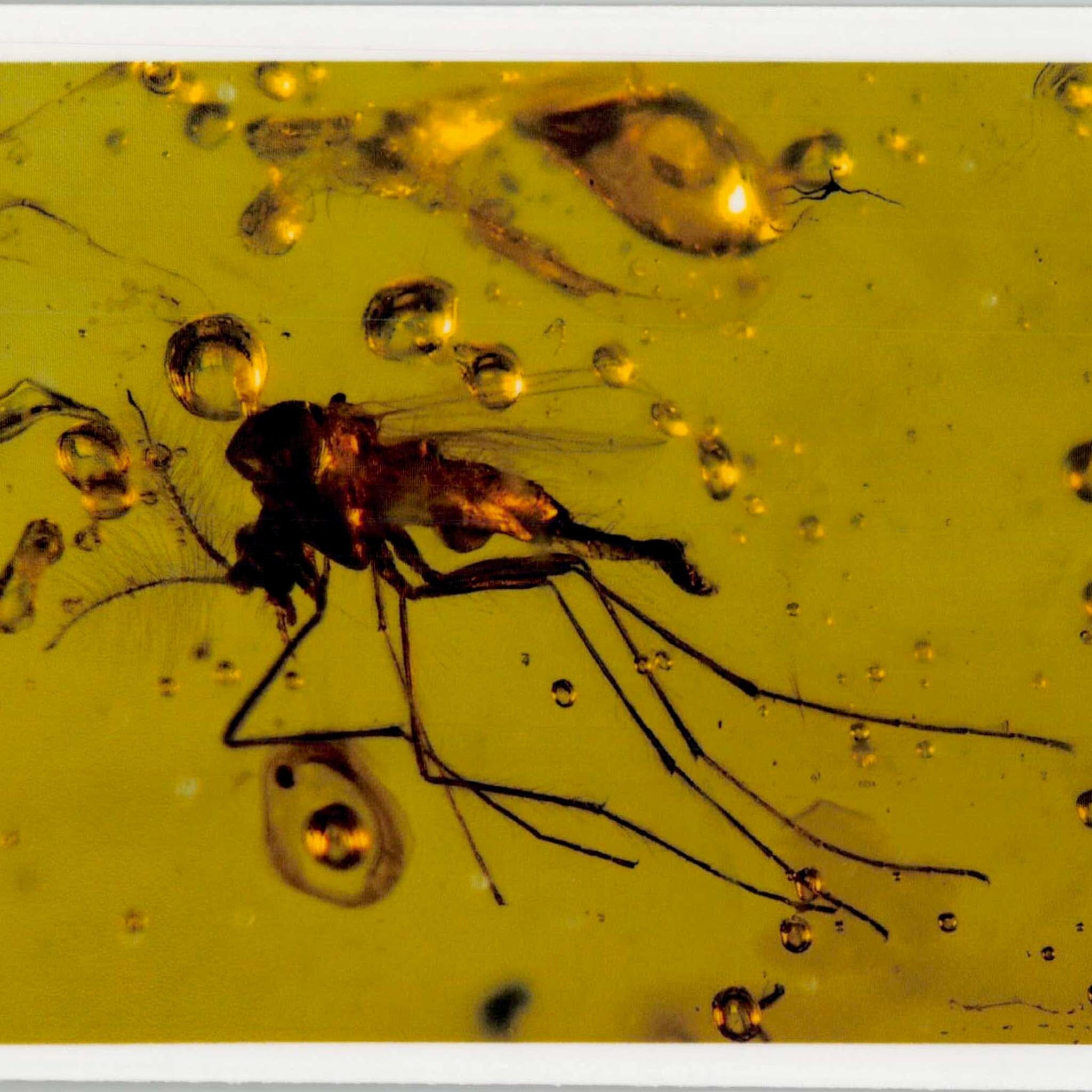 Burmese Insect Amber Diptera Mosquito Fly And Unknown Bug Fossil Dinosaur Age