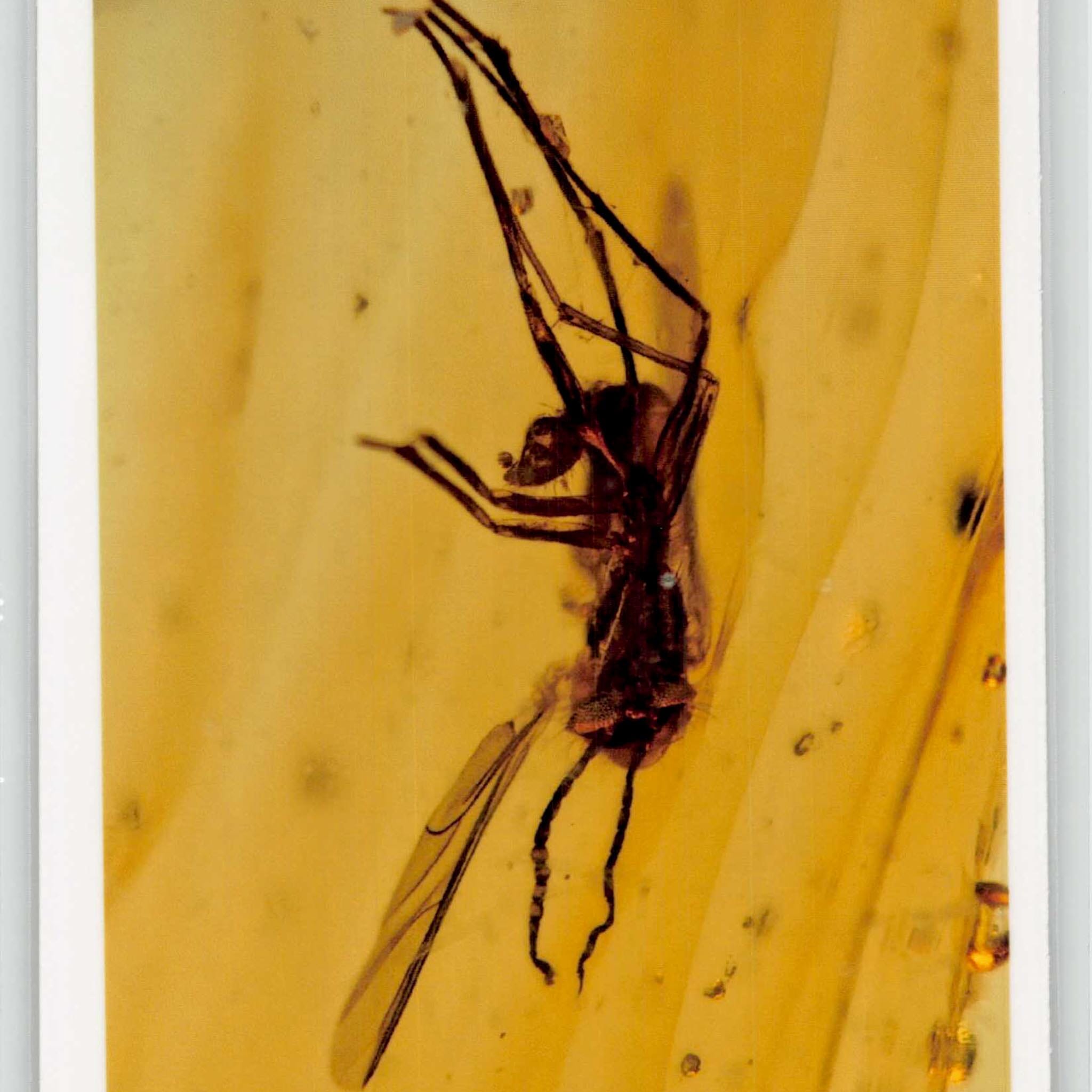 Burmese Insect Amber Diptera Mosquito Fly And Unknown Bug Fossil Dinosaur Age