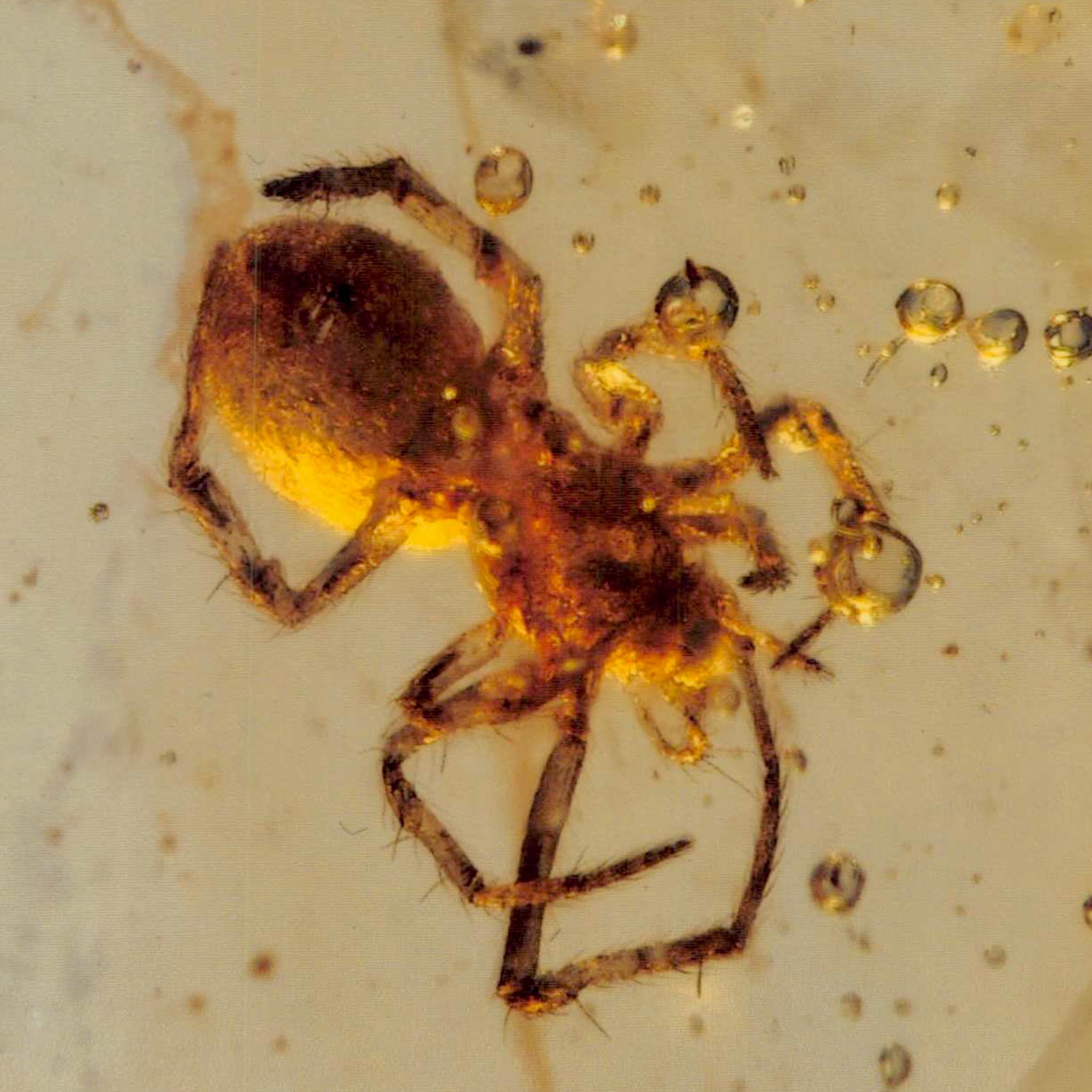 Burmese Insect Amber Arachnida Spider Fossil Burmite Cretaceous Dinosaur Age