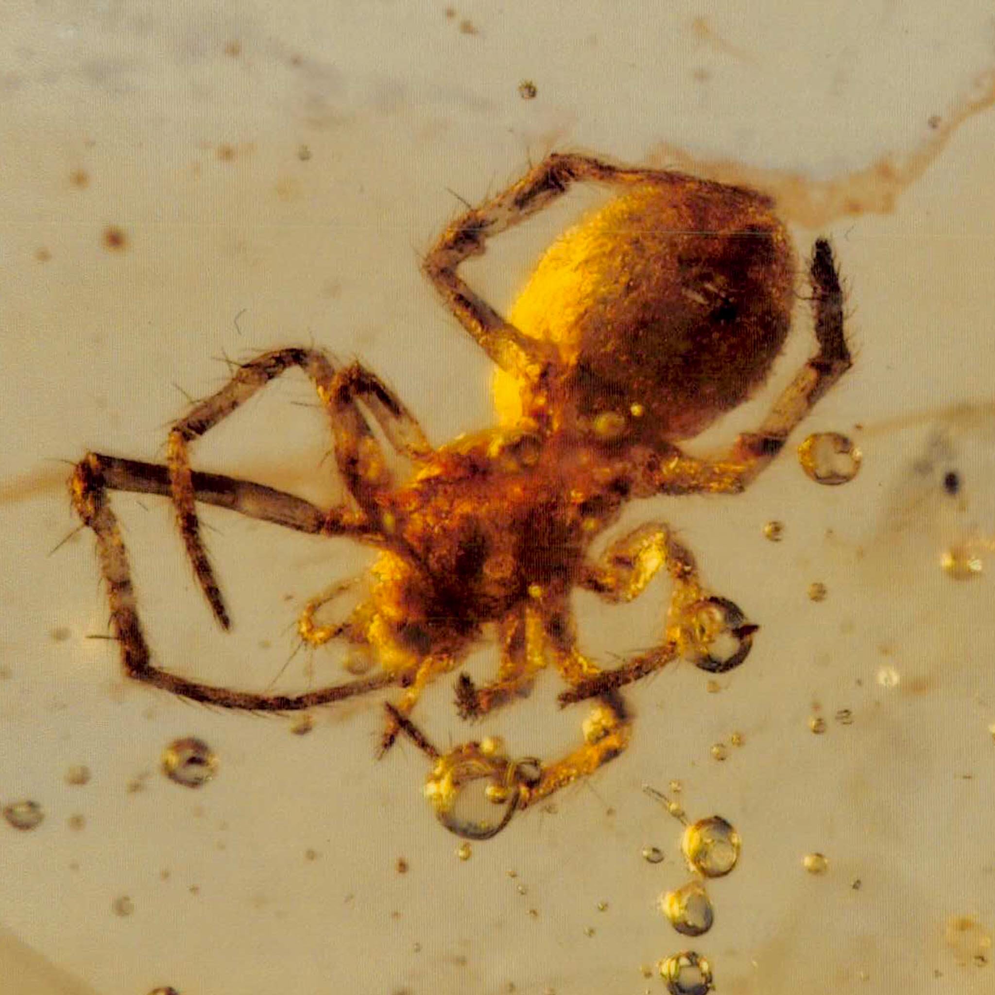Burmese Insect Amber Arachnida Spider Fossil Burmite Cretaceous Dinosaur Age