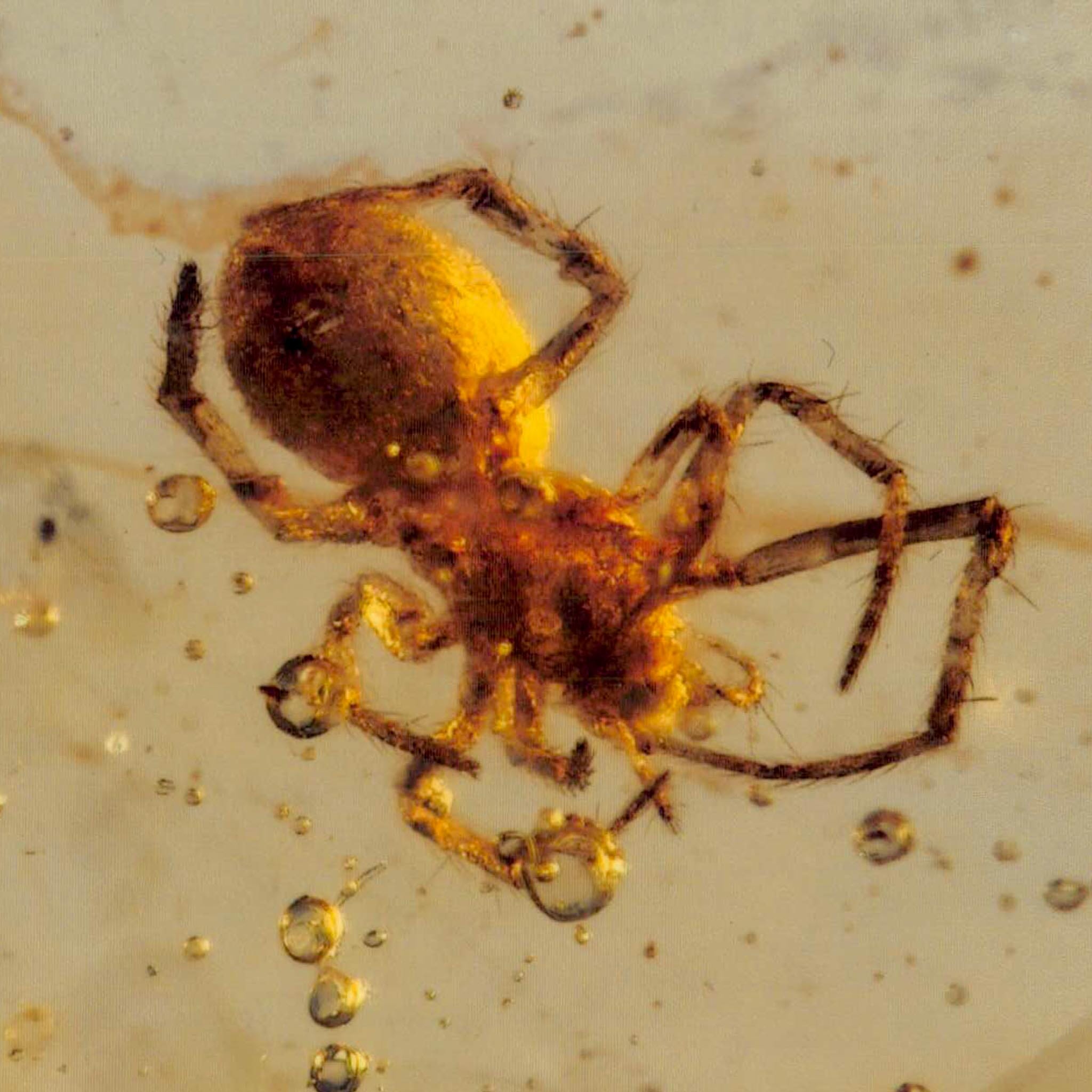 Burmese Insect Amber Arachnida Spider Fossil Burmite Cretaceous Dinosaur Age