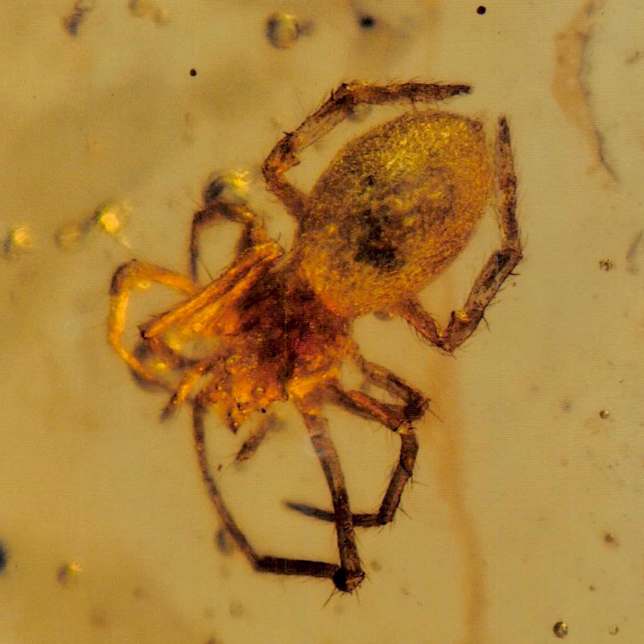 Burmese Insect Amber Arachnida Spider Fossil Burmite Cretaceous Dinosaur Age