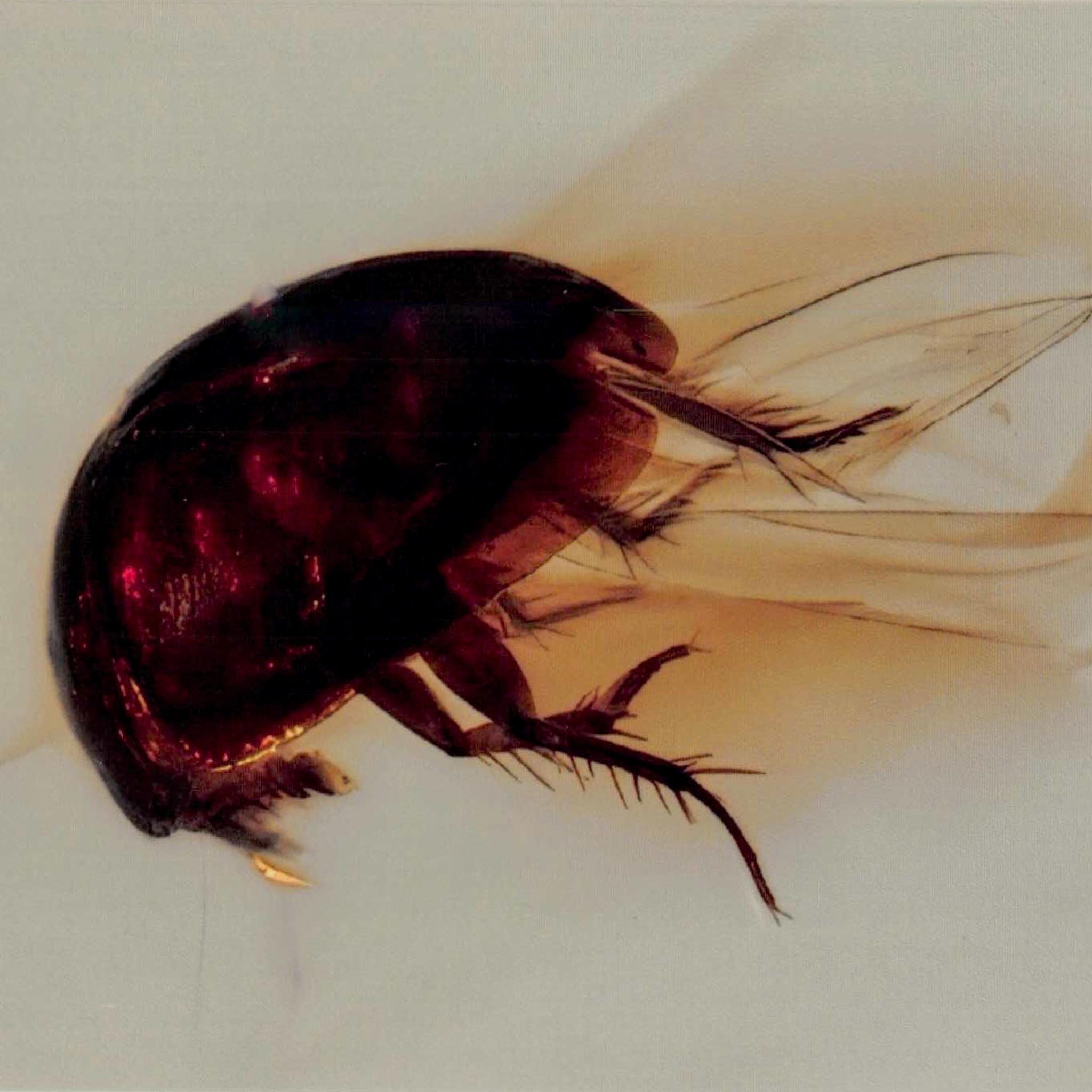 Burmese Insect Amber Coleoptera Beetle Bug Fossil Cretaceous Bermite Dinosaur Age