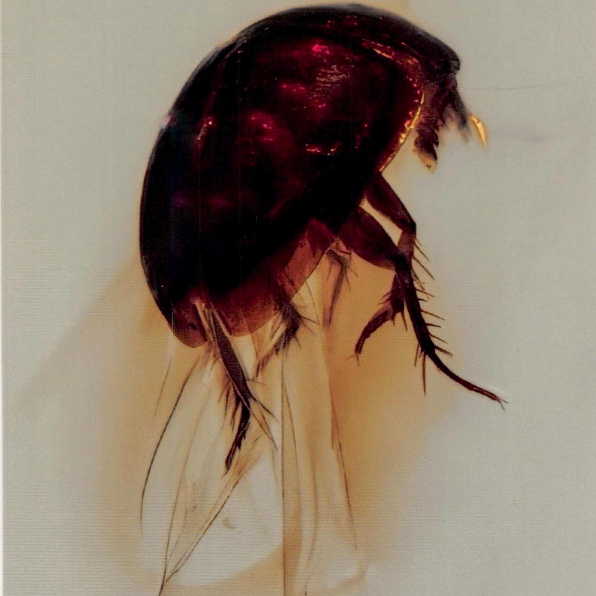 Burmese Insect Amber Coleoptera Beetle Bug Fossil Cretaceous Bermite Dinosaur Age