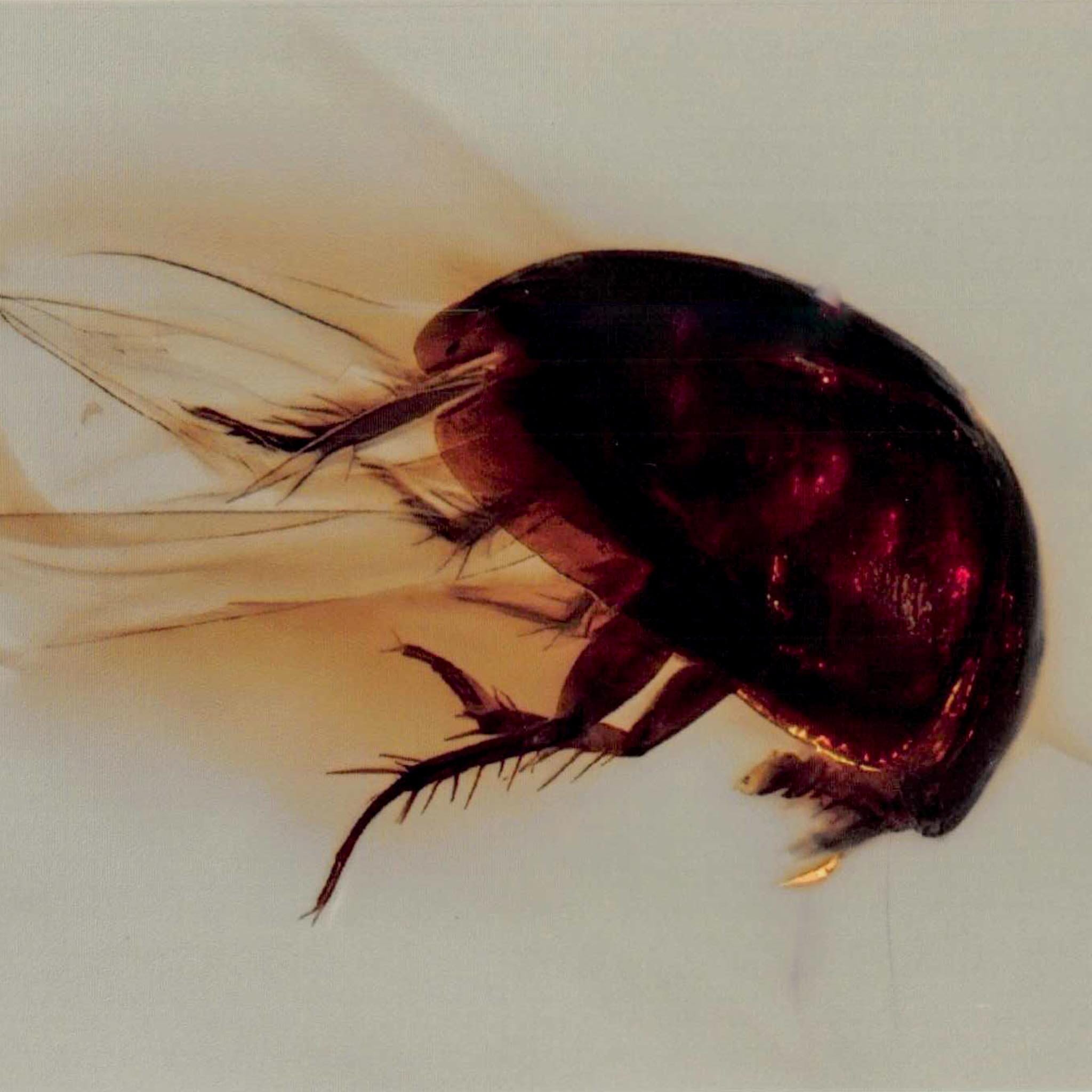 Burmese Insect Amber Coleoptera Beetle Bug Fossil Cretaceous Bermite Dinosaur Age