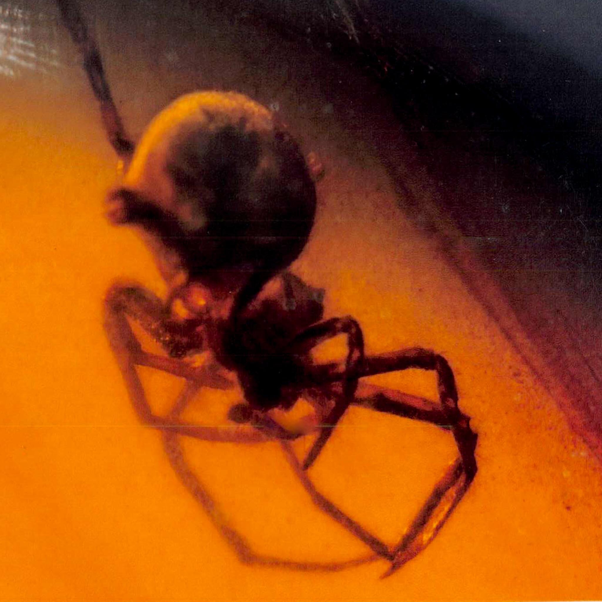 Burmese Insect Amber Arachnida Spider Fossil Burmite Cretaceous Dinosaur Age