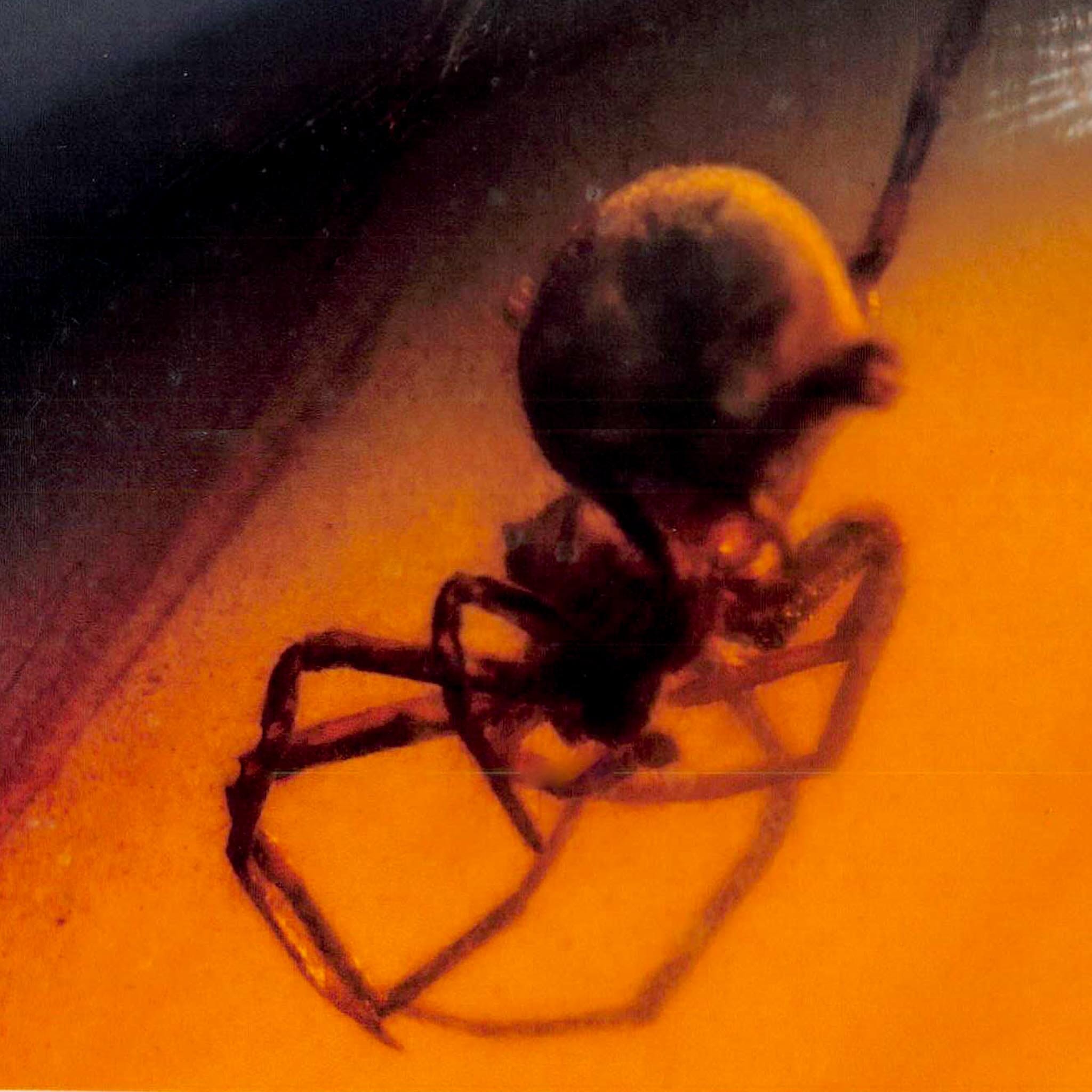 Burmese Insect Amber Arachnida Spider Fossil Burmite Cretaceous Dinosaur Age