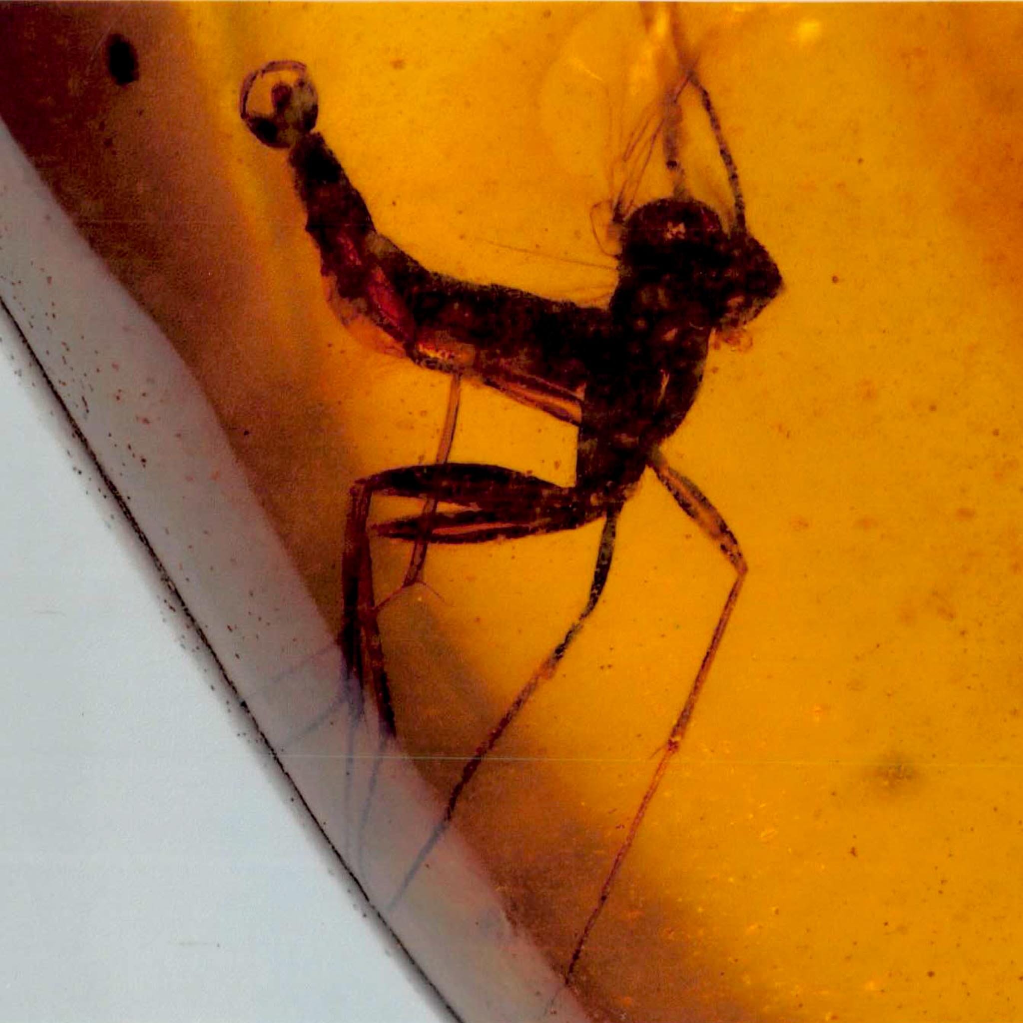 Burmese Insect Amber Unknown Bug Fossil Burmite Cretaceous Dinosaur Age