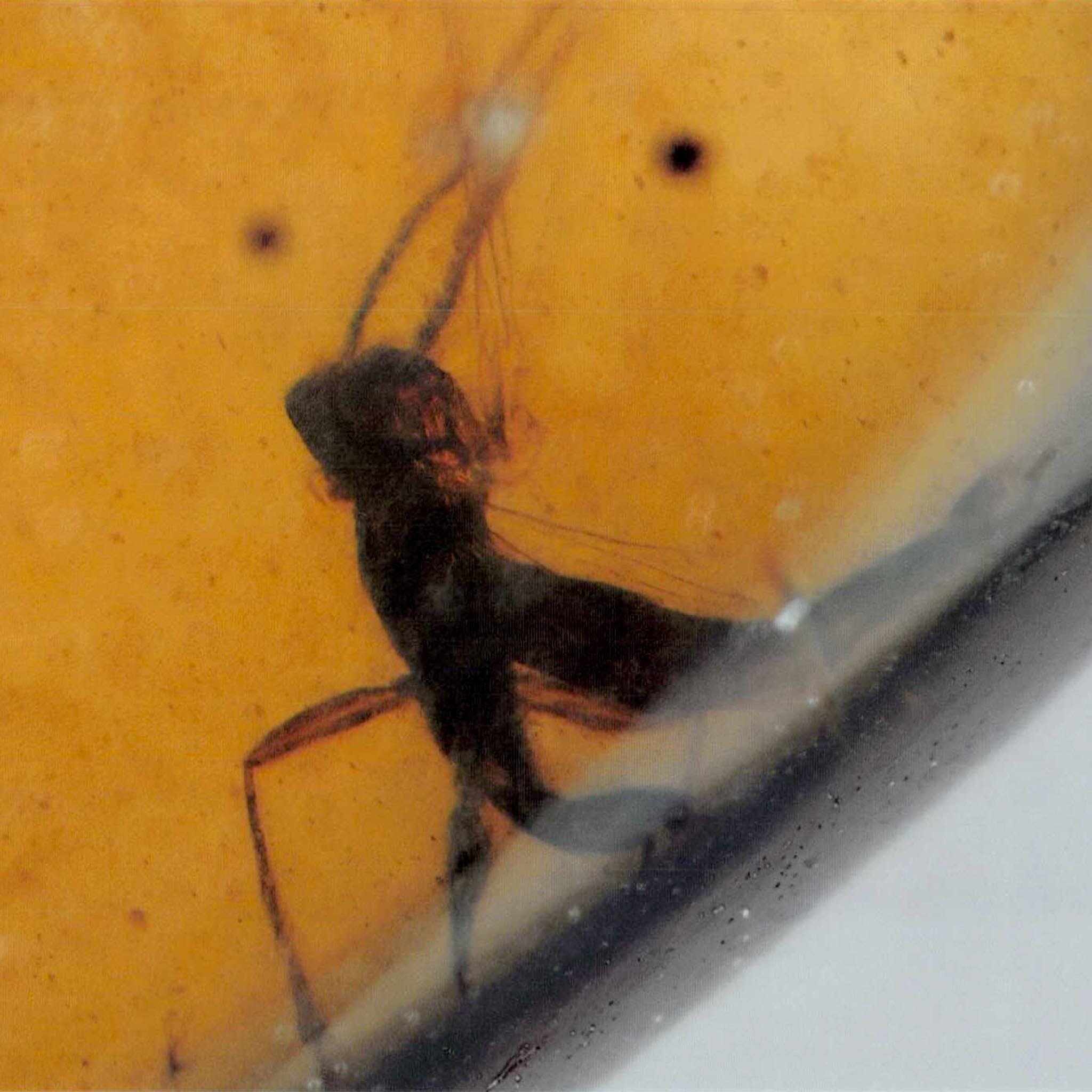 Burmese Insect Amber Unknown Bug Fossil Burmite Cretaceous Dinosaur Age