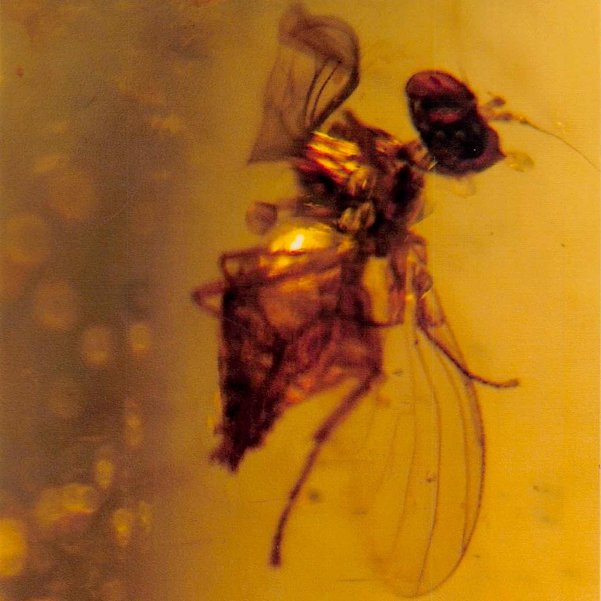 Burmese Insect Amber Hymenoptera Wasp Bee Fossil Cretaceous Dinosaur Age
