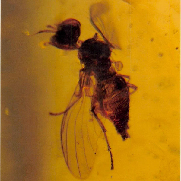 Burmese Insect Amber Hymenoptera Wasp Bee Fossil Cretaceous Dinosaur Age