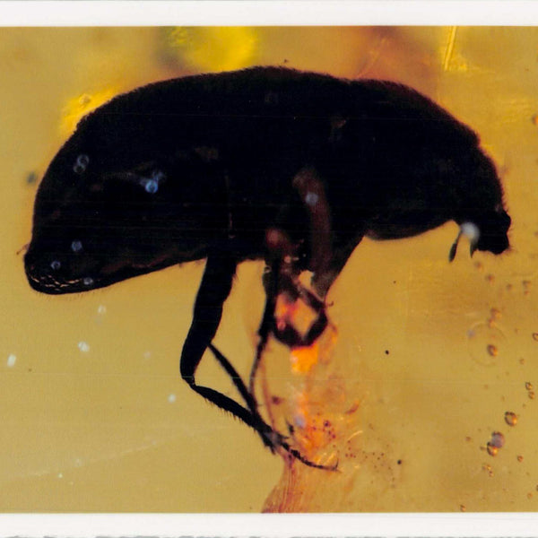 Burmese Insect Amber Coleoptera Beetle Bug Fossil Cretaceous Bermite Dinosaur Age