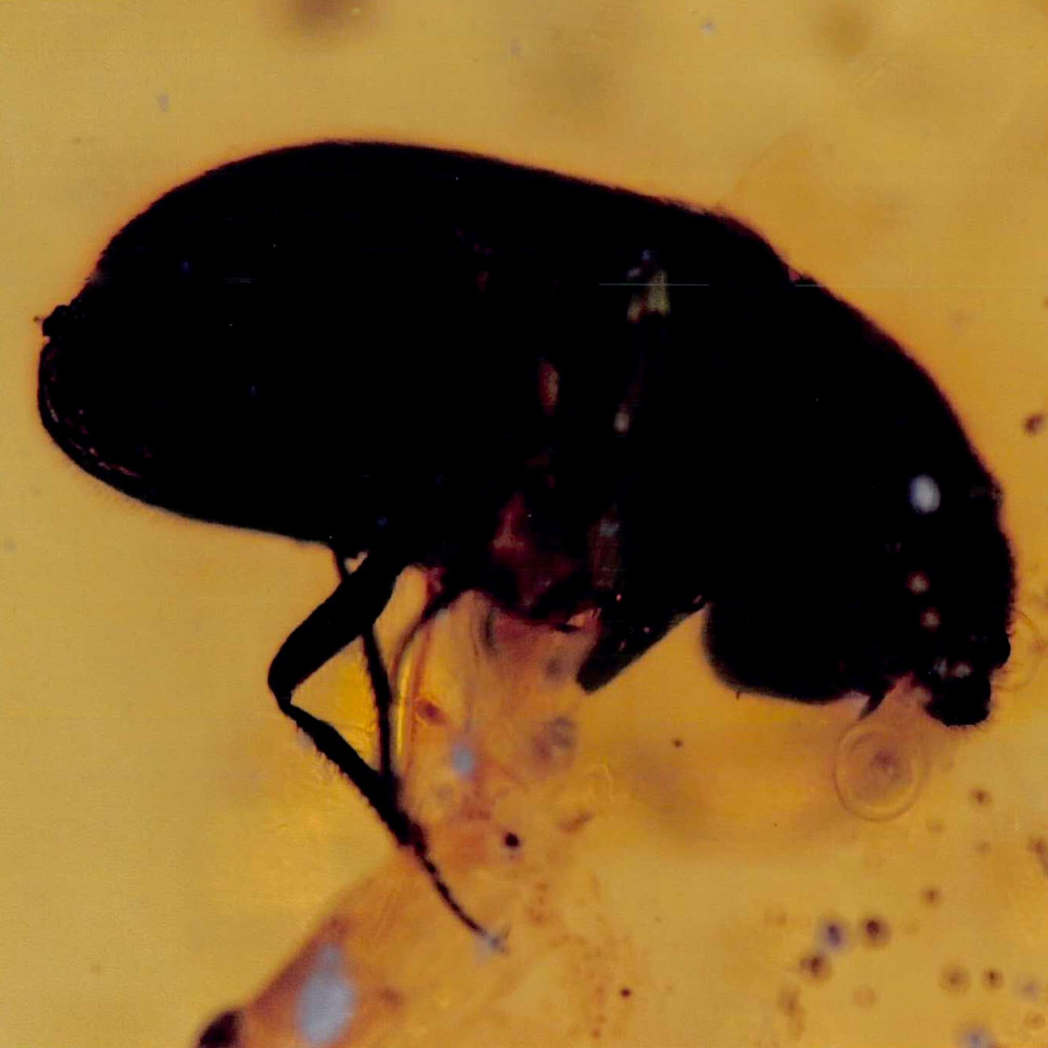 Burmese Insect Amber Coleoptera Beetle Bug Fossil Cretaceous Bermite Dinosaur Age