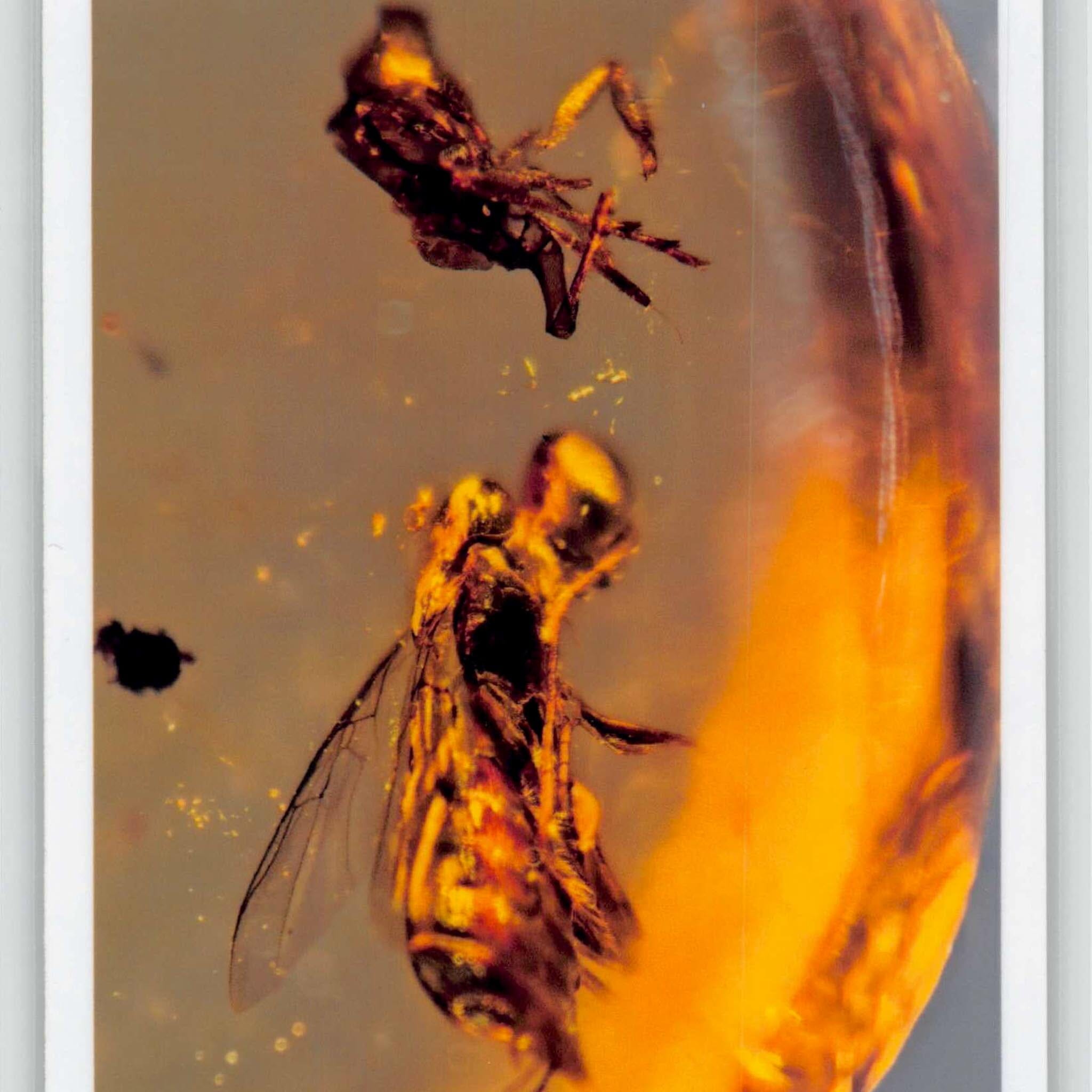 Burmese Insect Amber Hymenoptera Wasp and Unknown Bug Fossil Cretaceous Age