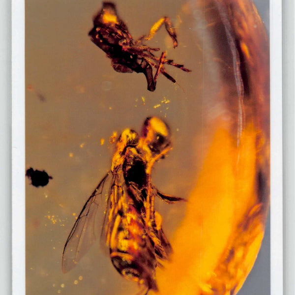 Burmese Insect Amber Hymenoptera Wasp and Unknown Bug Fossil Cretaceous Age