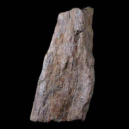 4.3" Stegosaurus Fossil Bone Morrison Formation Wyoming Jurassic Age Dinosaur COA