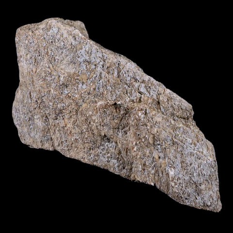 4.1" Stegosaurus Fossil Bone Morrison Formation Wyoming Jurassic Age Dinosaur COA - Fossil Age Minerals