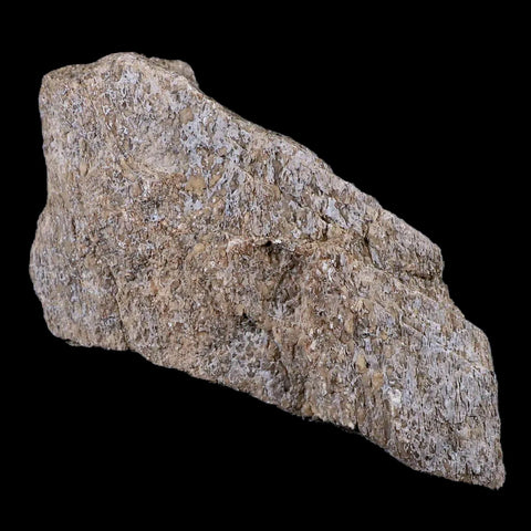 4.1" Stegosaurus Fossil Bone Morrison Formation Wyoming Jurassic Age Dinosaur COA - Fossil Age Minerals