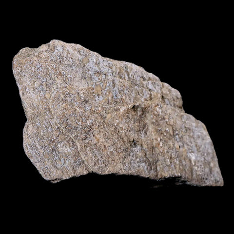 4.1" Stegosaurus Fossil Bone Morrison Formation Wyoming Jurassic Age Dinosaur COA - Fossil Age Minerals