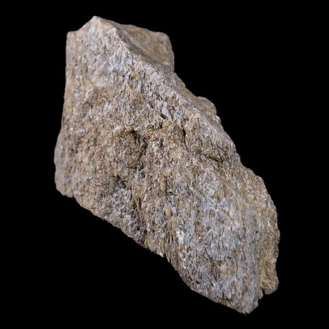 4.1" Stegosaurus Fossil Bone Morrison Formation Wyoming Jurassic Age Dinosaur COA - Fossil Age Minerals