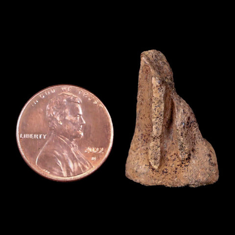 1" Thescelosaurus Fossil Vertebrae Bone Cretaceous Dinosaur Lance Creek WY COA - Fossil Age Minerals