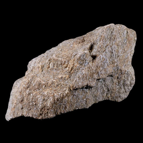 4.1" Stegosaurus Fossil Bone Morrison Formation Wyoming Jurassic Age Dinosaur COA - Fossil Age Minerals