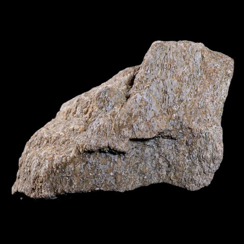 4.1" Stegosaurus Fossil Bone Morrison Formation Wyoming Jurassic Age Dinosaur COA - Fossil Age Minerals