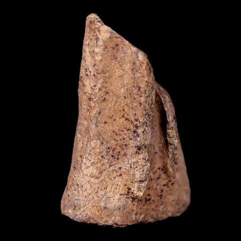 1" Thescelosaurus Fossil Vertebrae Bone Cretaceous Dinosaur Lance Creek WY COA - Fossil Age Minerals