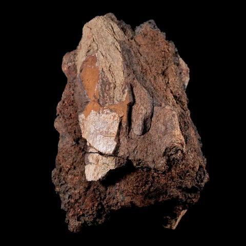 4" Tyrannosaurus Rex Fossil Bone Marrow Dinosaur Lance Creek FM Wyoming COA - Fossil Age Minerals