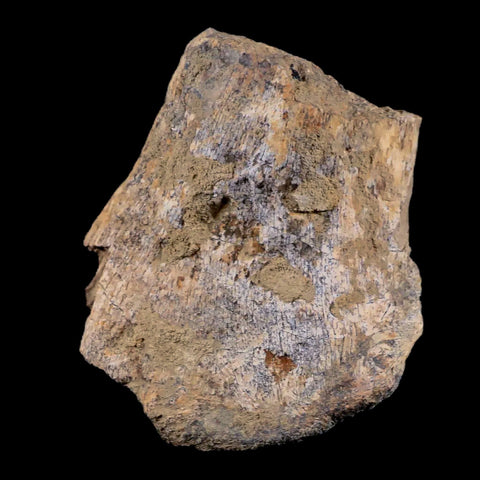 3" Tyrannosaurus Rex Fossil Limb Bone Dinosaur Lance Creek FM Wyoming COA - Fossil Age Minerals