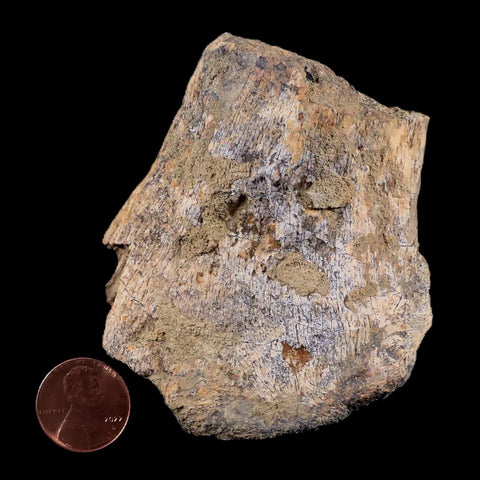 3" Tyrannosaurus Rex Fossil Limb Bone Dinosaur Lance Creek FM Wyoming COA - Fossil Age Minerals