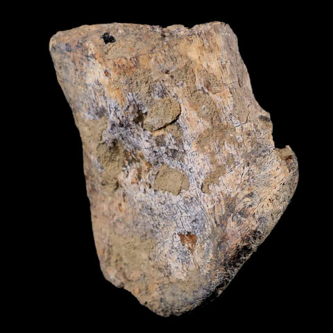 3" Tyrannosaurus Rex Fossil Limb Bone Dinosaur Lance Creek FM Wyoming COA - Fossil Age Minerals